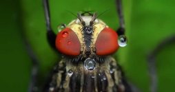 pest control